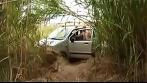 Anthea no canavial ao ar livre