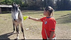 Fiquei toda molhada ao ver o tamanho do membro de um cavalo !!! Queria que meu namorado fosse assim !!! Paty Bumbum, El Toro De Oro